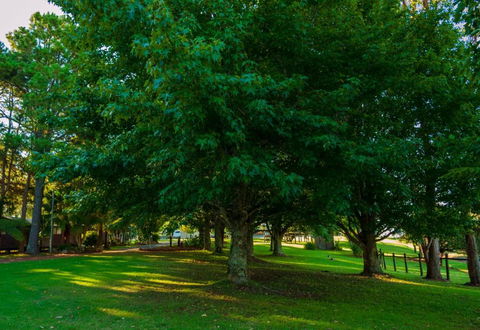 Dorrigo Mountain Holiday Park - Accommodation Brisbane 6