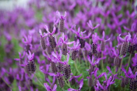 Domino House - Accommodation Brisbane 4