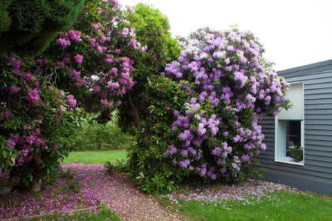 Domino House - Accommodation Brisbane 7