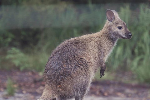 Bush & Beach Family Retreat - Accommodation Brisbane 3