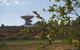 Tropical Farm Stay - thumb 4