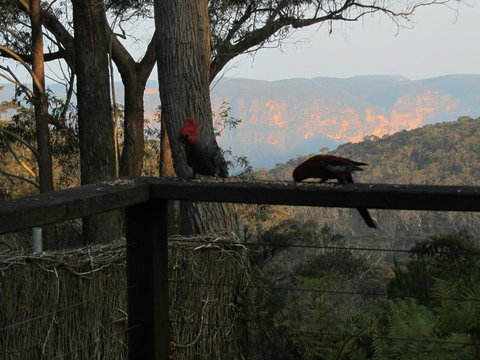 Canyon Cottage - Accommodation Brisbane 6
