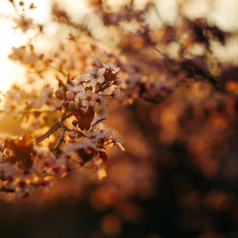 Forest Ave Cottages - Accommodation Brisbane 5