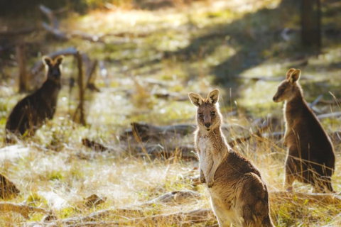 Ardingly Tiny House - Accommodation Brisbane 6