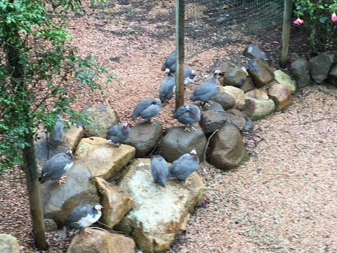 Licuala Lodge - Accommodation Brisbane 4