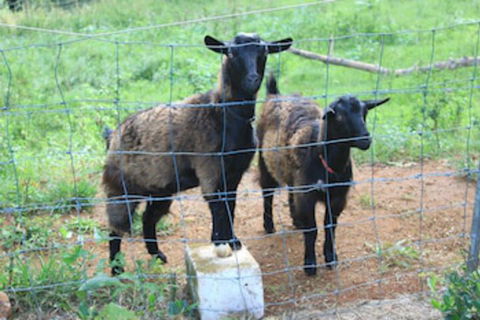 Alstonville Country Cottages - Accommodation Brisbane 0