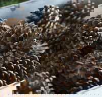 Thistle Hill Guest House - Accommodation Brisbane