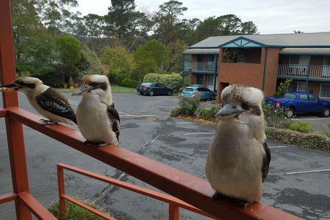 Hepburn Springs Motor Inn - Accommodation Brisbane 6