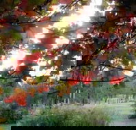 Elfin Hill Country Accommodation - Accommodation Brisbane