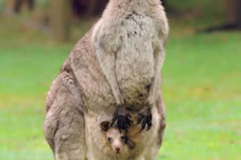 Halls Gap Lakeside Tourist Park - Accommodation Brisbane 1