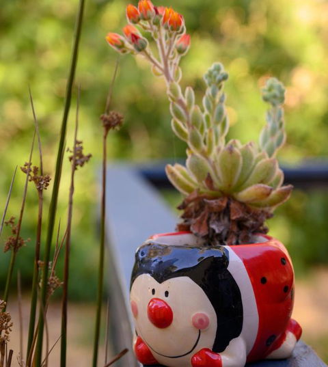 Friends At McLaren Vale - Accommodation Brisbane 6