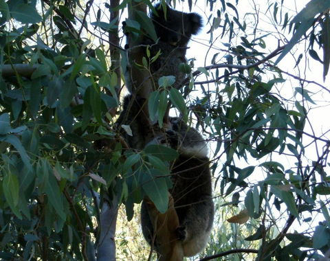 Friends At McLaren Vale - Accommodation Brisbane 1