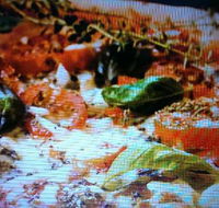 Alfio's Pizzeria - Accommodation Brisbane
