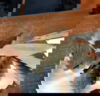 Kao Gaeng Thai - Accommodation Brisbane