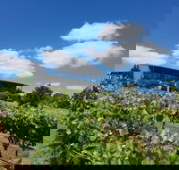 Traralgon Vineyard - Accommodation Brisbane