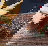 The brewery sydney olympic park - Accommodation Brisbane