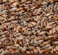 Coffee Guru Ulladulla