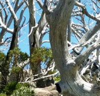 Alpine Eyre - Accommodation Brisbane