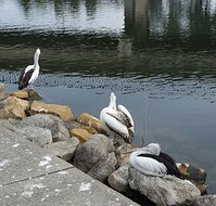 Saltwater Seafoods - Accommodation Brisbane