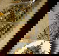 Holbrook Chinese Restaurant - Accommodation Brisbane