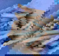 Kippy's - Accommodation Brisbane