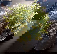 Wonderlust Cafe - Accommodation Brisbane