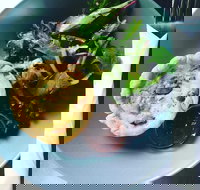 Park Bench Espresso Bar - Accommodation Brisbane