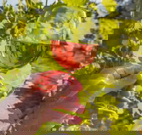 Breakfast Creek Vineyard - Accommodation Brisbane