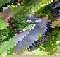 Marcus Hill Vineyard - Accommodation Brisbane
