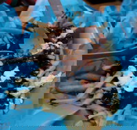 Charles St Pizza  Pasta - Accommodation Brisbane