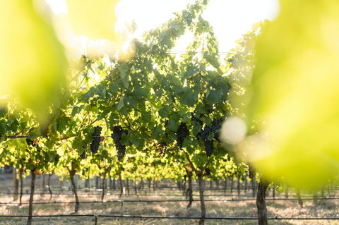 Sandalford Wines - Margaret River - Accommodation Brisbane 2