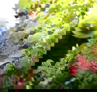 Springwood Farm Berries - Accommodation Brisbane