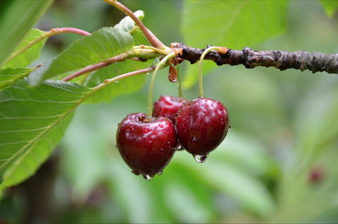 Red Hill Cherry Farm - Accommodation Brisbane 0