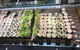 Sushi Bar - Frenchs Forest - thumb 0