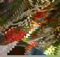 Faber Vineyard and Winery - Accommodation Brisbane