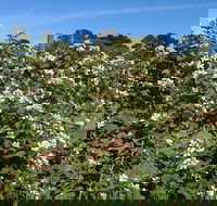 Huntley Berry Farm - Accommodation Brisbane