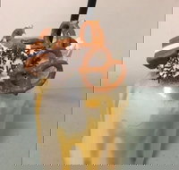 Where Ya Bean - Accommodation Brisbane