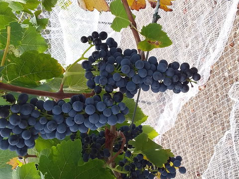 Clayfield Wines - Accommodation Brisbane 1