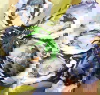 Captain  Co Fish Bar - Accommodation Brisbane