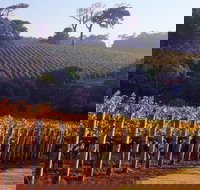 Maiolo Wines and Vineyard - Accommodation Brisbane