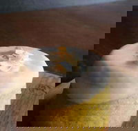 Hungry Grasshopper - Accommodation Brisbane