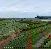 Razorback Ridge Wines - Accommodation Brisbane