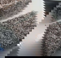 Latte  Cream - Accommodation Brisbane