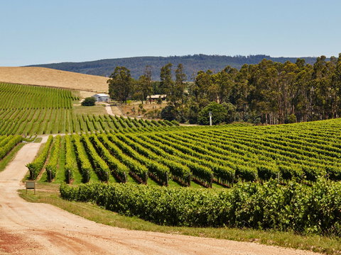 Pipers Brook Vineyard - Accommodation Brisbane 1