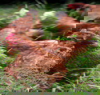 Holbrook Paddock Eggs - Accommodation Brisbane