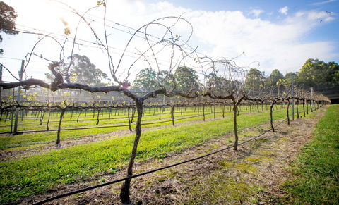 Long Point Vineyard And Art Gallery - Accommodation Brisbane 0