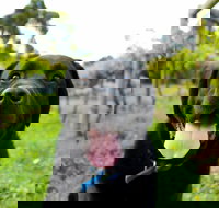 Every Man and His Dog Vineyard - Accommodation Brisbane