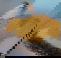 L'eclair Patisserie - Accommodation Brisbane