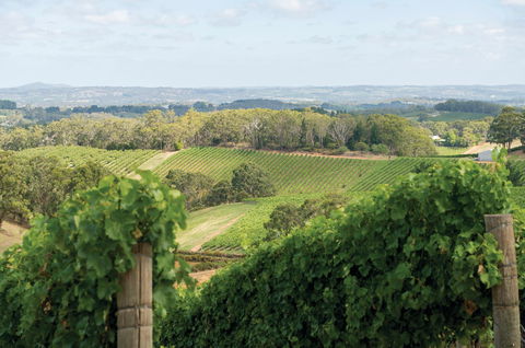 Pike And Joyce Wines - Accommodation Brisbane 2