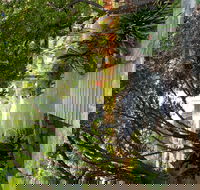 Velvet  Willow - Accommodation Brisbane